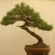 Black Pine