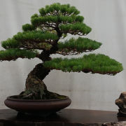 Japanese Five Needle Pine
