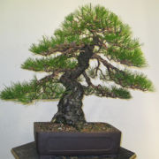Black Pine